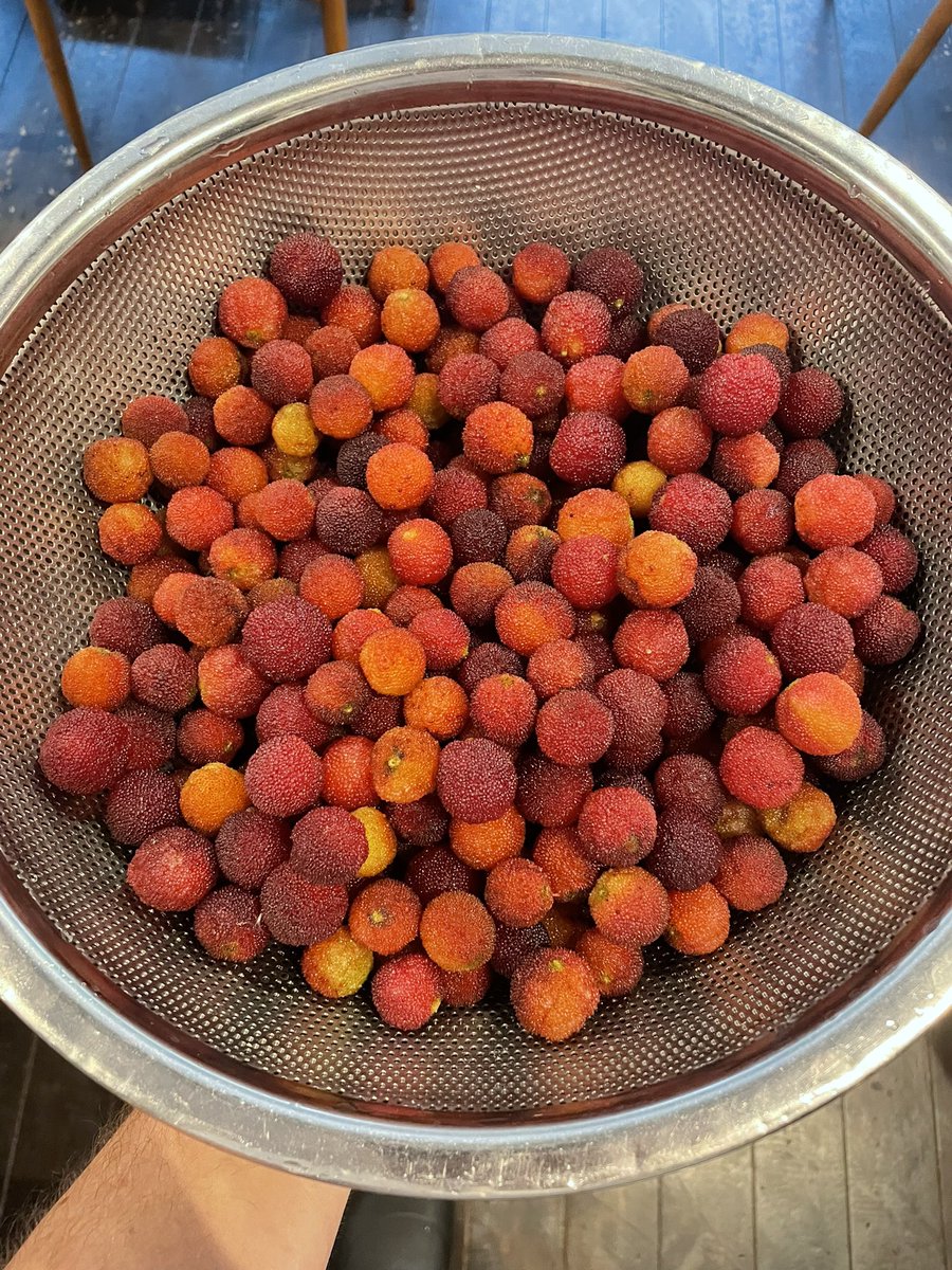 RupertLawrence4's tweet photo. A massive haul of yamamomo (bayberry) from the garden. They taste like a sweet/sour strawberry with a bayleaf spice.. Turned them into a pure and mixed it through a yoghurt sorbet to start.. https://t.co/nO0E4HEPrl