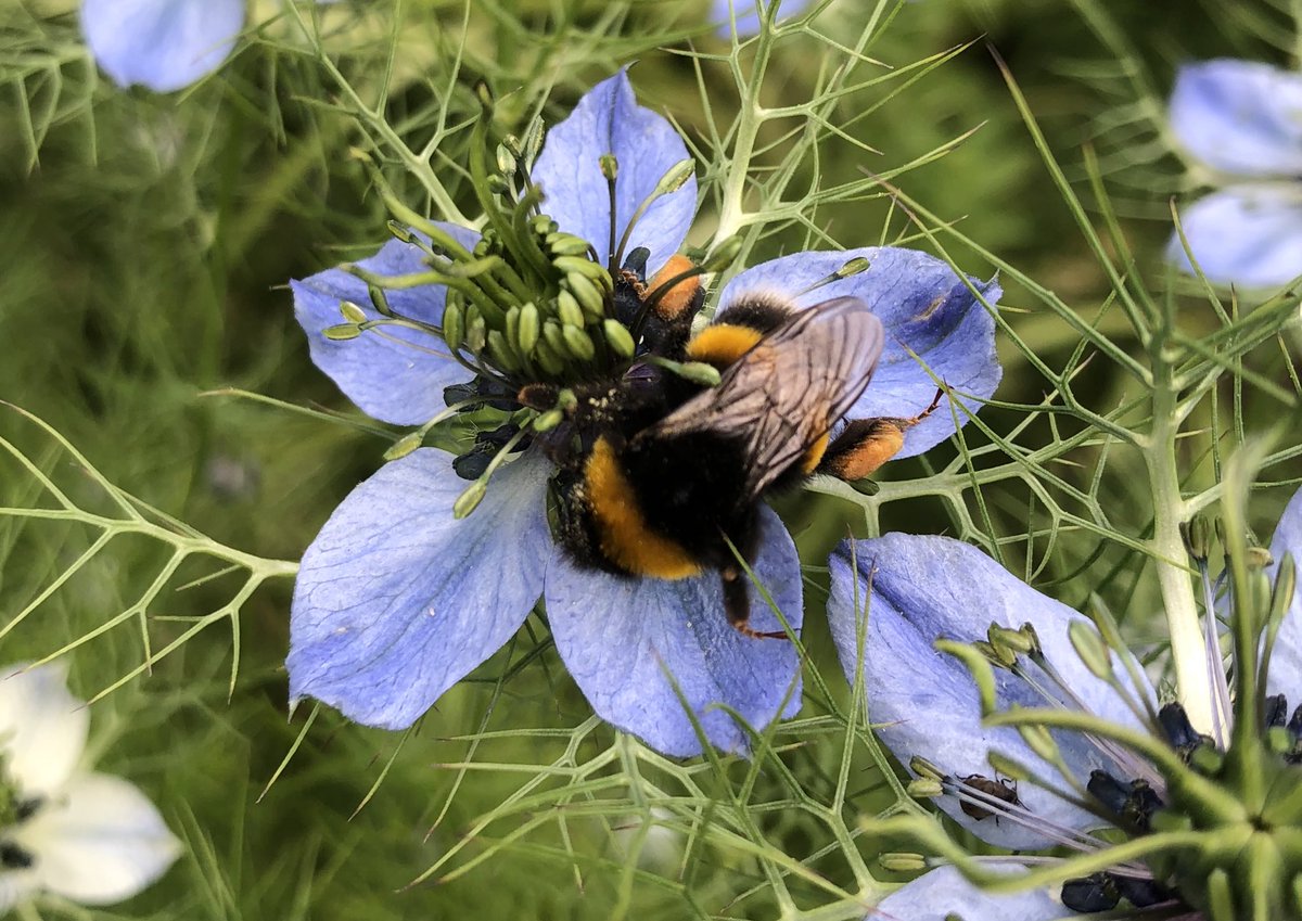 Come to the garden this Sunday June 23rd at noon for our annual bioblitz event, when we see how many different types of wildlife we can find in the garden!