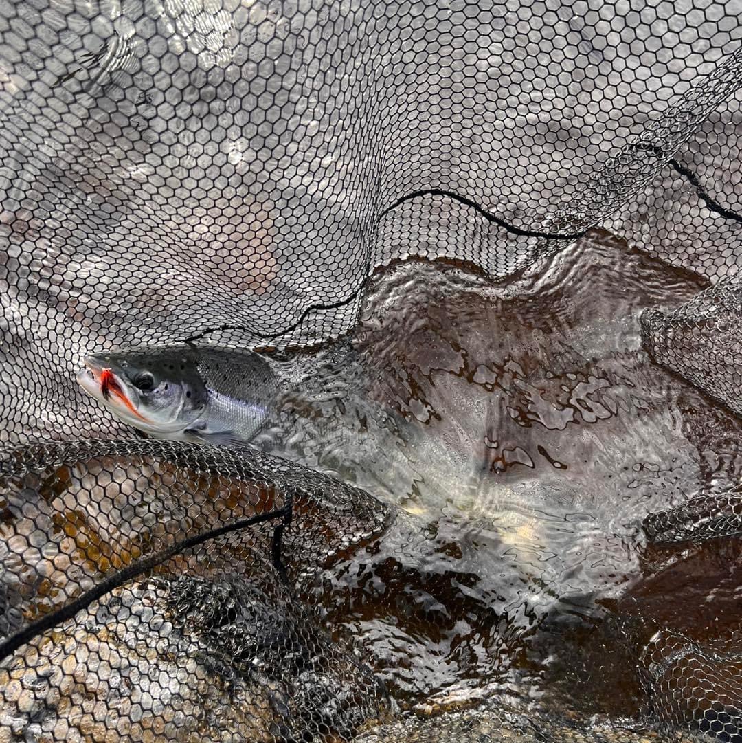 Tay Salmon Fishing tweet media