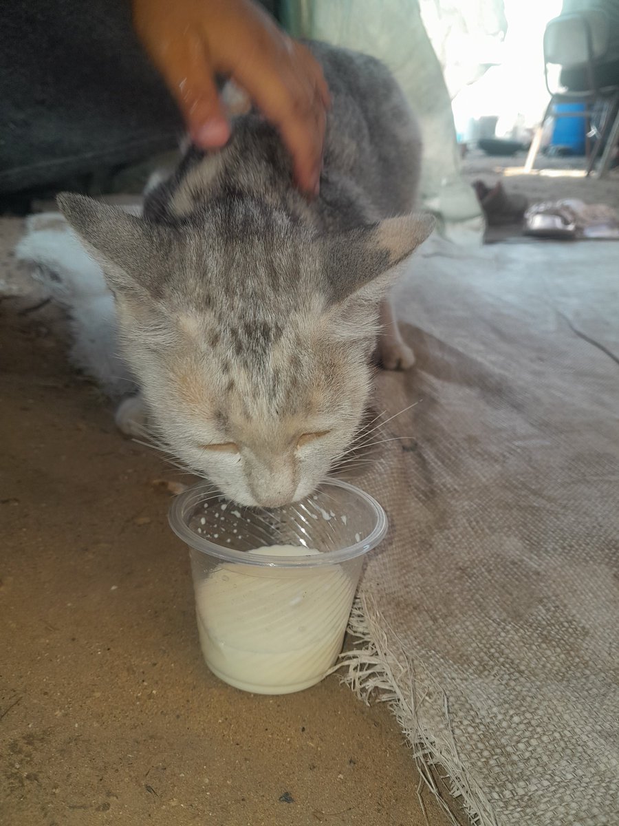 SARAMoh69489245's tweet photo. 🚨My friends, it is incredibly hard to be displaced. You are losing all your points of reference. Your family is scattered. You have to find ways to survive in a new environment, you are missing your friends and family… 😞 I am trying to help the best I can around me because I know how it is to have nothing. Essentials are lacking or are ridiculously expensive . We just want to live a normal life in dignity. We can’t live like this forever. You are always there for me my friends I am so grateful to you. Please donate if you can and share for more exposure please. Without you we wouldn’t survive . I 🫶Y🙏https://t.co/YsIK7lETpF
https://t.co/VHHhMhvui8