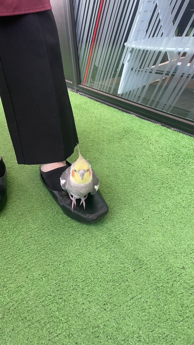 森音 tweet media