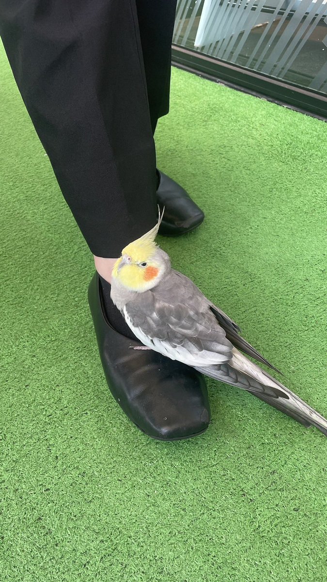 森音 tweet media