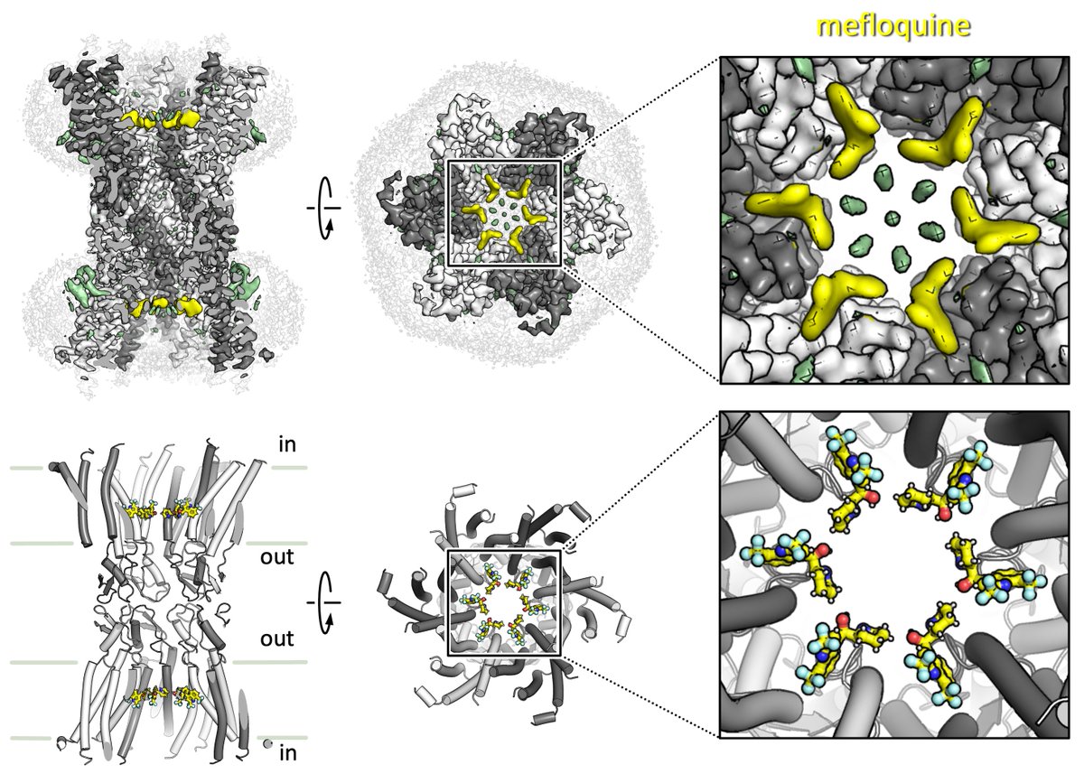 Korkhov Lab (@korkhovlab) on Twitter photo Our study led by <a href="/xinyue_ding/">Xinyue Ding</a>, joint with Simone Aureli, <a href="/gervasiolab/">Gervasio's Research Group (Protein Dynamics)</a>, and <a href="/Picotti_Lab/">Picotti Lab</a>, describing the structural basis of Cx36 gap junction channel inhibition by small molecule drugs, is out in <a href="/CellDiscovery/">Cell Discovery</a> 👇
nature.com/articles/s4142… Our study led by <a href="/xinyue_ding/">Xinyue Ding</a>, joint with Simone Aureli, <a href="/gervasiolab/">Gervasio's Research Group (Protein Dynamics)</a>, and <a href="/Picotti_Lab/">Picotti Lab</a>, describing the structural basis of Cx36 gap junction channel inhibition by small molecule drugs, is out in <a href="/CellDiscovery/">Cell Discovery</a> 👇
nature.com/articles/s4142…