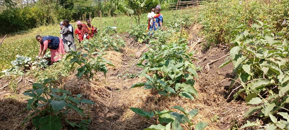 BasaijaBenjamin's tweet photo. Am always motivated seeing  adolescent young mothers improving their nutrition and feeding their families on organic vegetables, these are some of our adolescent young mothers in Kitswamba supported by #RCRAUganda under 1000 women gardens for Health and Nutrition project https://t.co/09ZvmB4kGl
