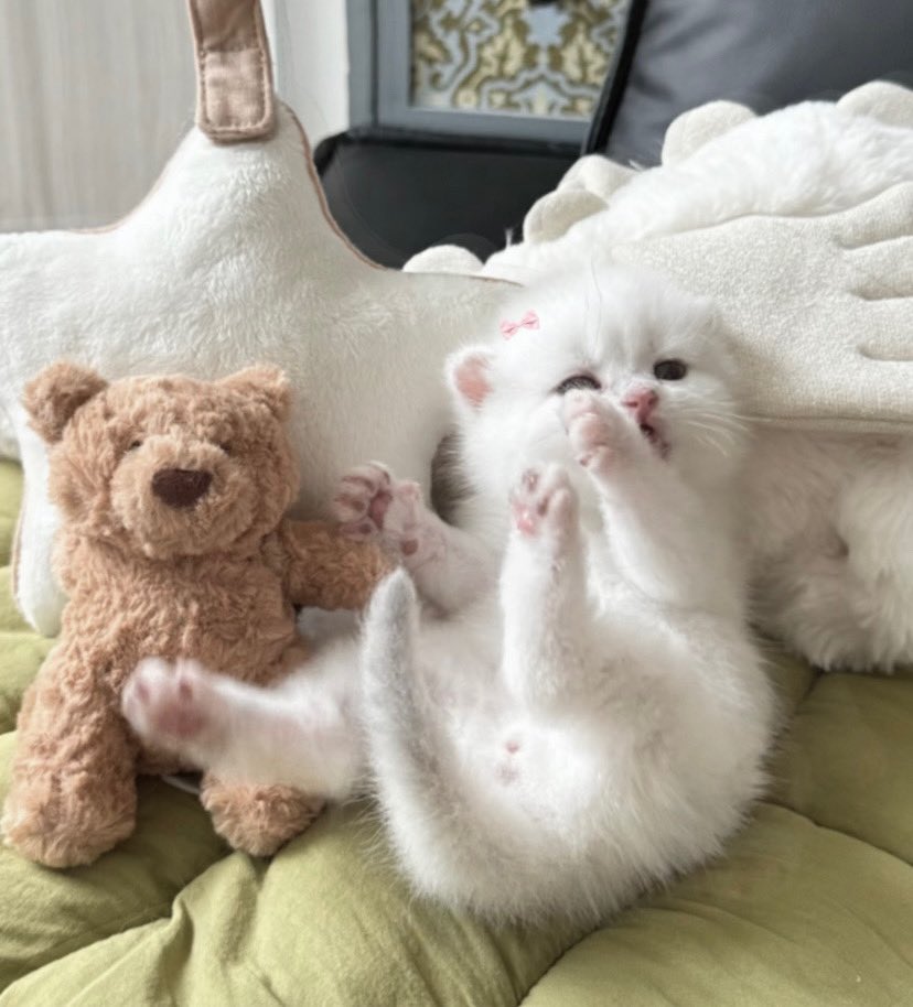 animals wearing bows (@animalswithbows) on Twitter photo 
