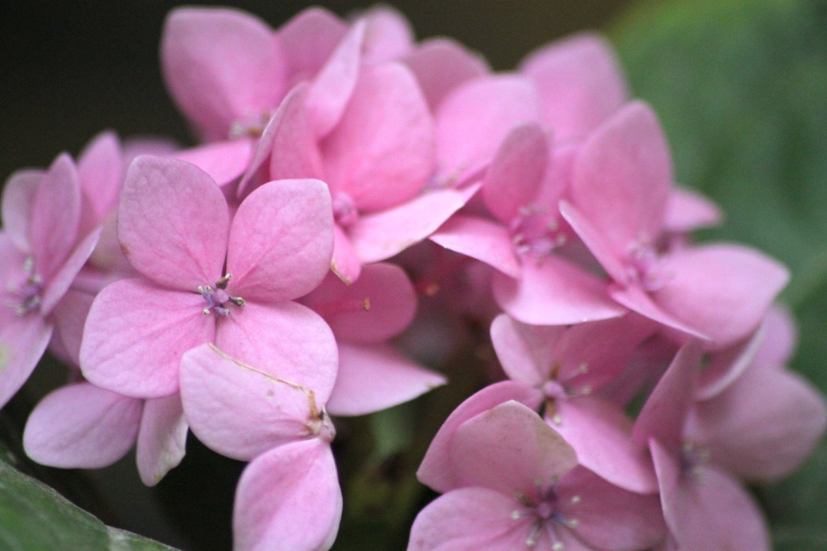 macrobyrahul's tweet image. Close-up of a cluster of light pink flowers PinkFlowers, FlowerCluster, MacroPhotography, Nature, NaturalBeauty, Floral, CloseUp, NaturePhotography, Garden, Pollinators, PlantLife, SpringFlowers, Botany, NatureLovers, Bloom, FlowerDetail, EcoFriendly, NaturePerfection,