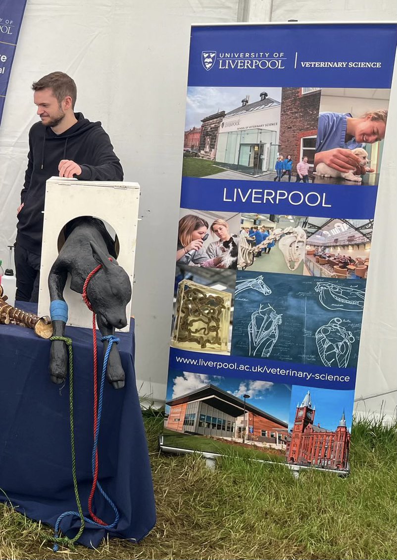 Our team of staff from Leahurst Equine Hospital and Farm Animal Practice together with vet students and researchers are out and about at the  Royal Cheshire Show again today showcasing some of the great work we do <a href="/LivUni_IVES/">Inst of Infection Veterinary & Ecological Sciences</a>