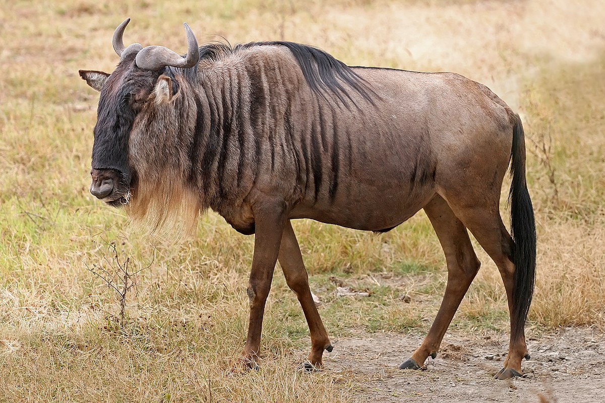 #GNU