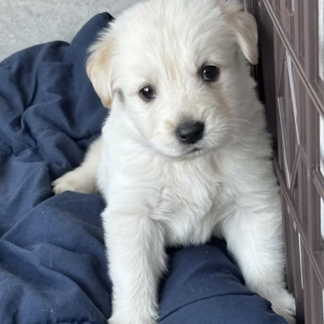 takemybear 🐶 tweet media
