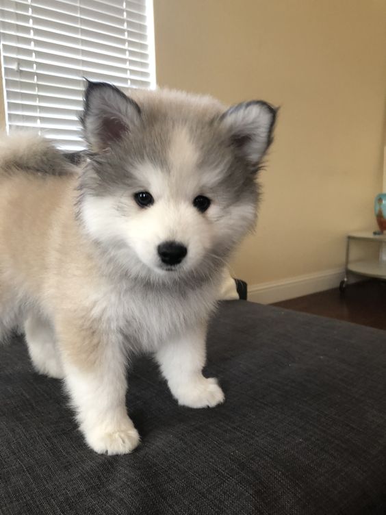 dogssaveworld's tweet photo. Fluffy little troublemaker ready to explore 🐶✨ https://t.co/jMYIa6mwN9