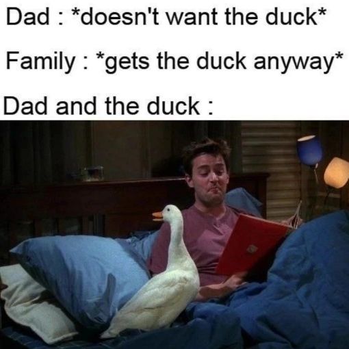 Ducks Make Me Happy tweet media