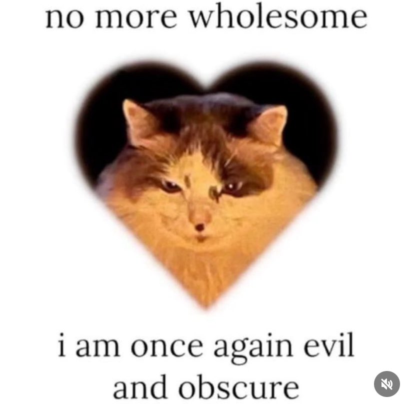 cats with threatening aura (@threateningcat) on Twitter photo 