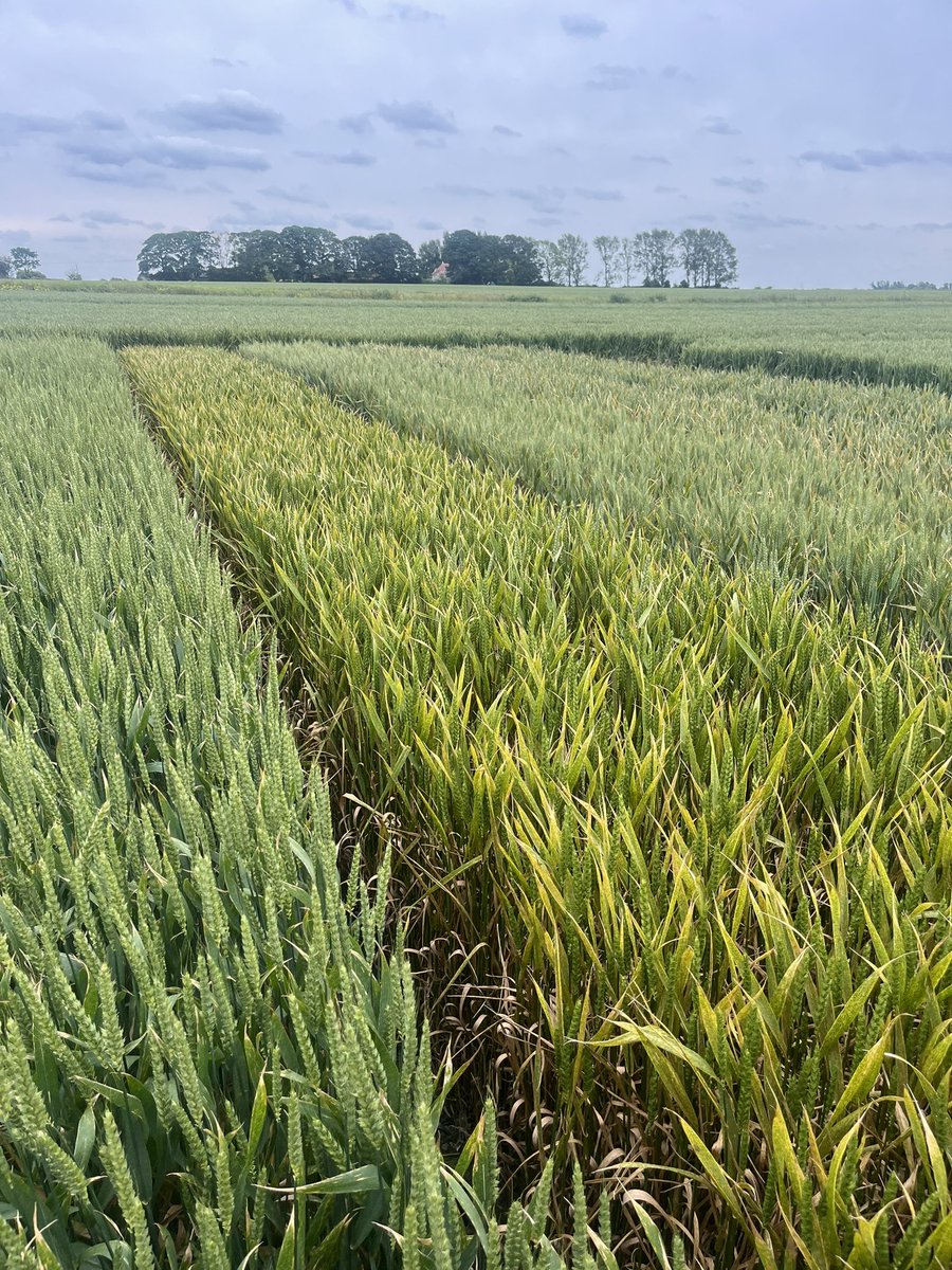 RussellFarming's tweet photo. @AlexWil92208892 @LGSeedsUK Certainly been a tough season for Crusoe! https://t.co/Tme1Polj0K