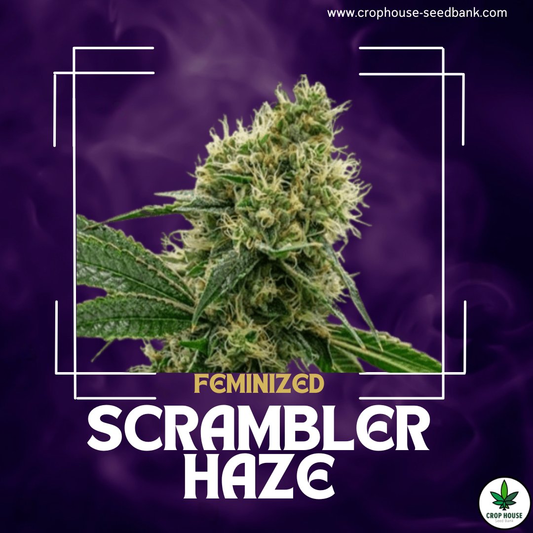 crop_house's tweet photo. Scrambler Haze 🌿✨

Meet Scrambler Haze, our new Sativa-dominant strain with THC levels up to 36%! 

📊 30-36% THC
⚖️ 700-850gr/m²
⏱ 10-11 Weeks
👅 Fruity | Citrus | Hash

#scramblerhaze #newstrain #sativa #newrelease #growyourown https://t.co/9yRQ8sL7yz