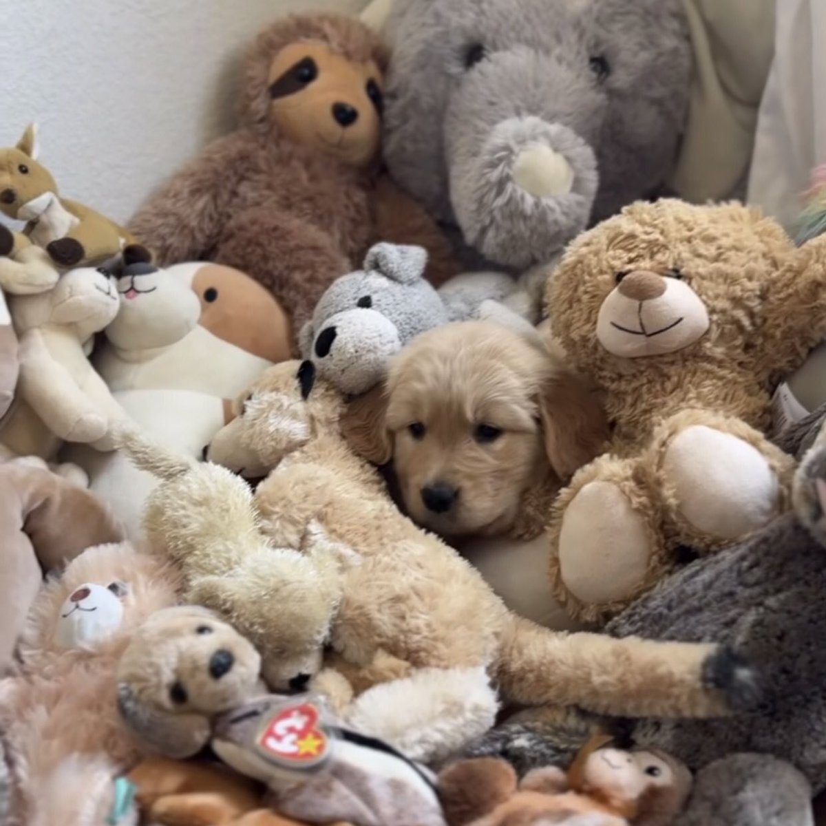 takemybear 🐶 tweet media