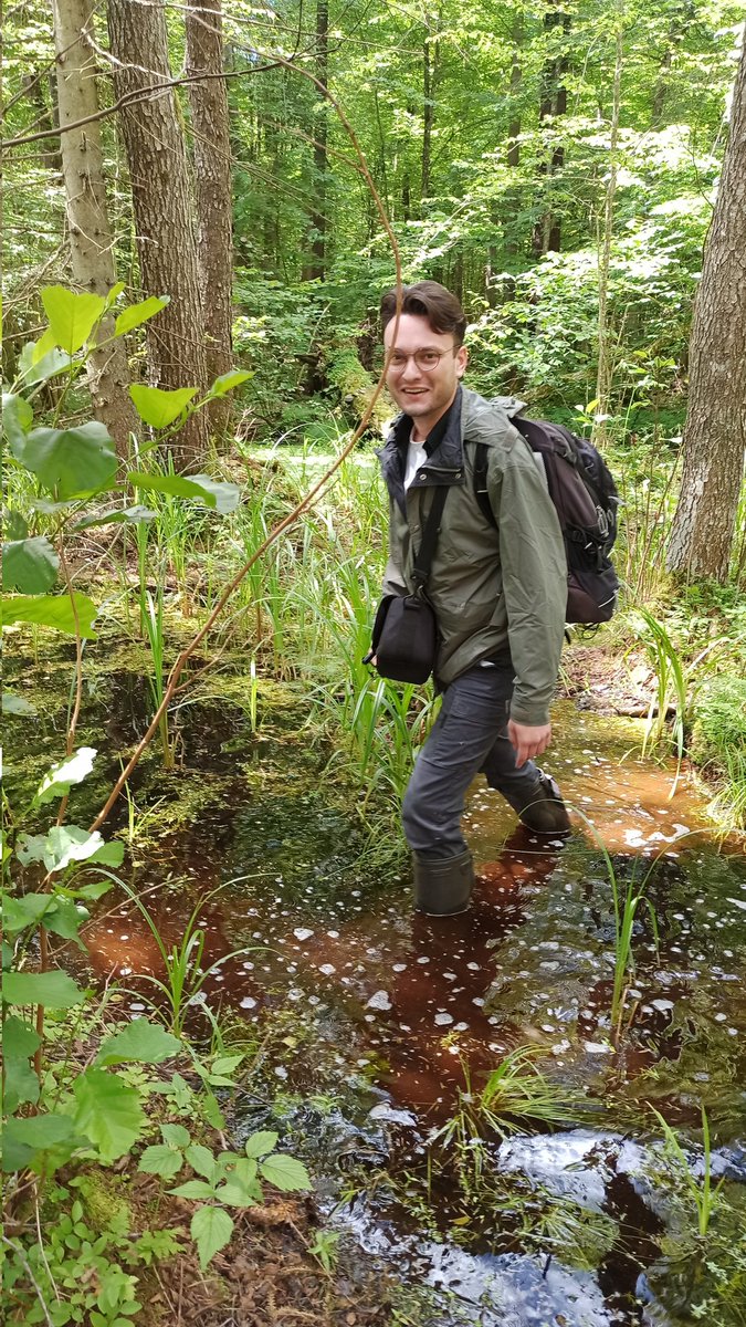 Bog pine dendroecology tweet media