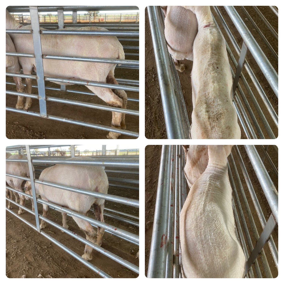 Which sheep would be your ideal?
Both have conceived twins in last three joinings and brought lambs to the marking cradle. Top sheep a full CS lighter than the bottom sheep!
Both due to lamb in 6 weeks. 🤔🤔