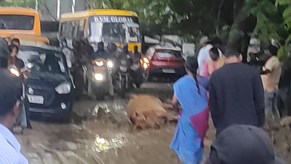 mohanty_bhavna's tweet photo. This road is turning into a death trap. A cow is electrocuted today. https://t.co/jermMWgp0r