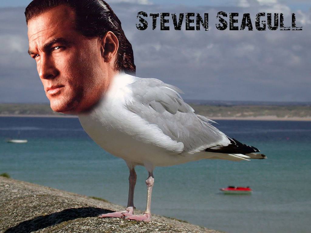 $STEVE the SEAGULL tweet media