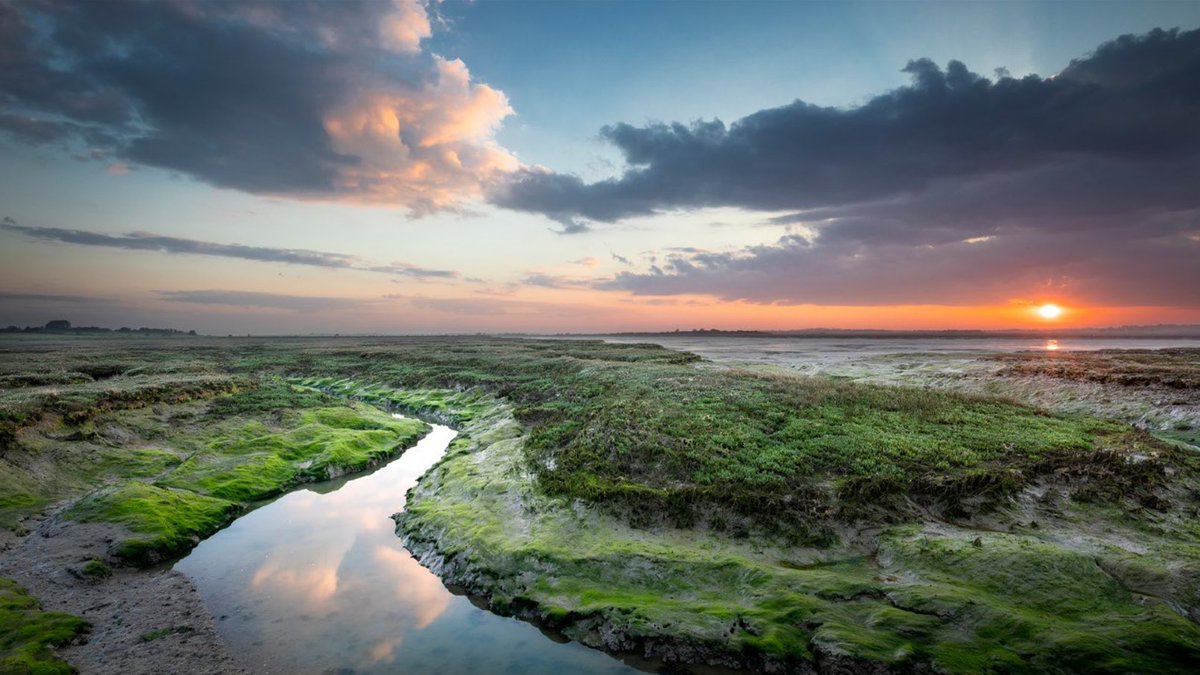 Essex Wildlife Trust tweet media