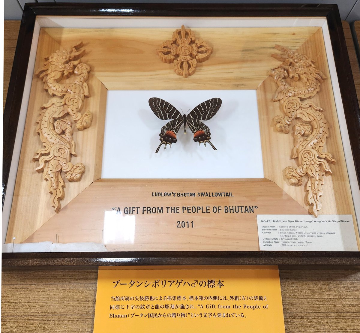 感動の宝箱⑤✨ 幻の蝶 #ブータンシボリアゲハ ブータン国王陛下から贈
