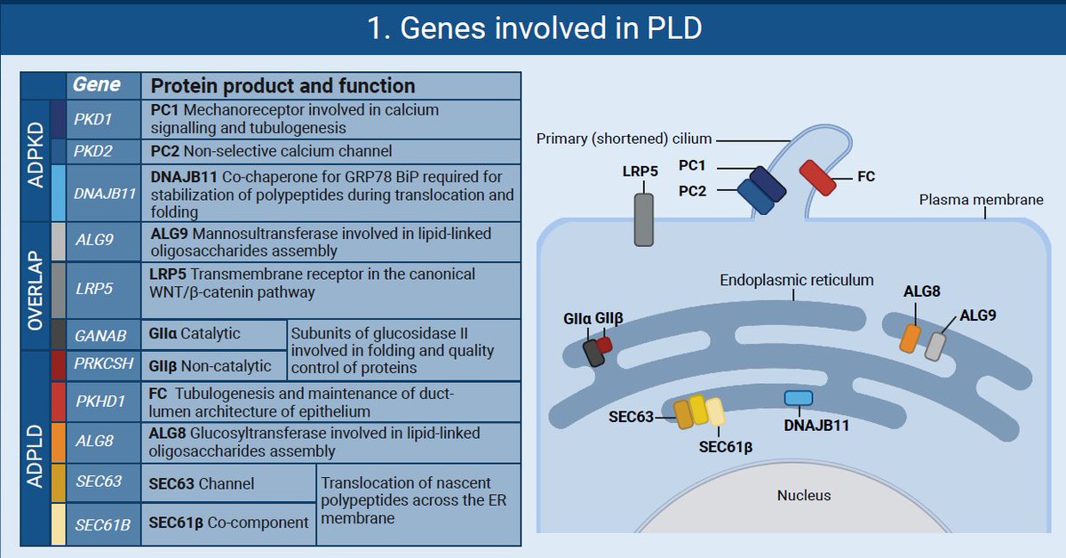 joostphdrenth's tweet photo. Creating a 🖼️capturing liver cyst pathogenesis
🏋️‍♀️ A true challenge by @DuijzerRenee @Tom__gevers 
🔢 Panels 
1⃣ Genes
2⃣ Cyst formation
3⃣ Cytogenesis &amp; Cilia
4⃣ Somatostatins
🙏 @JHepatology for opening the🚪@easlnews @JesusMBanales @ERN_RARE_LIVER 
🔗https://t.co/i9uQDNWGs4 https://t.co/tcHAy9qdUE