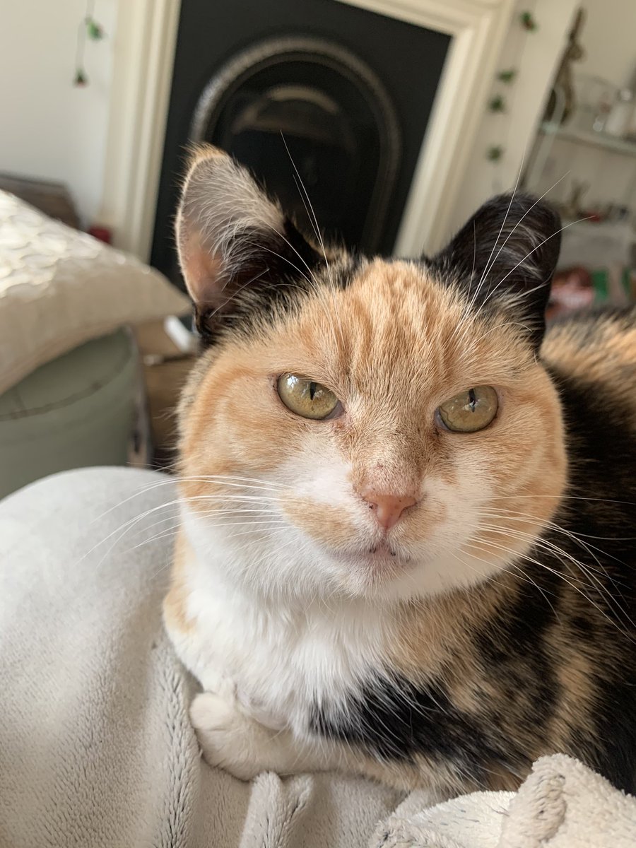 keevs 🦕 tweet media