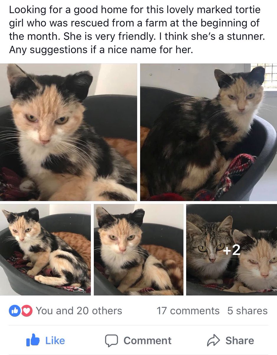 keevs 🦕 tweet media