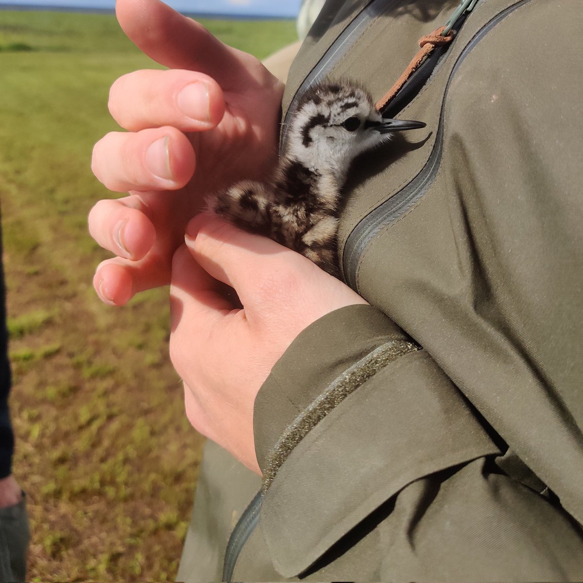 wader chicks are just objectively ✨ adorable ✨ these little guys make long field seasons survivable 
#Ruffs #Southerndunlin #Curlew
It's also really nice to have a #greenshank nest in your garden in #BayofBothnia