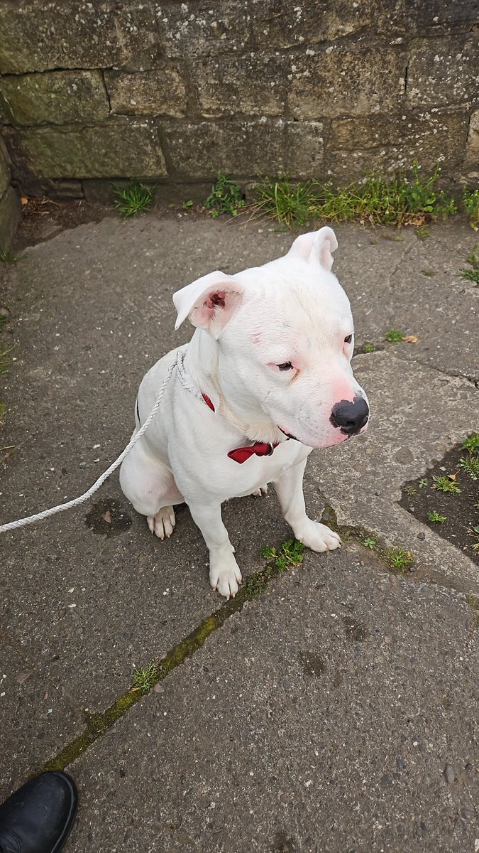 Our Firefighters rescued this adorable dog from the water at Sunderland Bridge this morning.  🐶❤️

Thankfully, crews managed to bring the dog to safety and he did not suffer any injuries in the incident. #NotJustFires