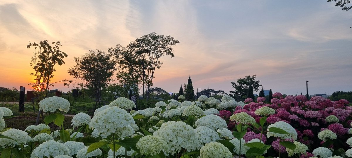 Season of hydrangeas
 coming or going?
