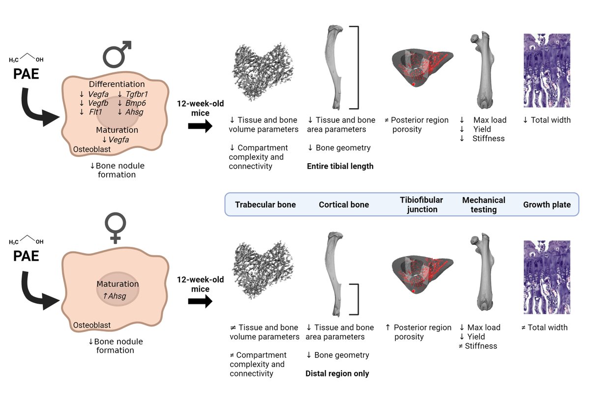 Lucie Bourne (@luciebourne) on Twitter photo Our paper titled: 'Sexually dimorphic effects of prenatal alcohol exposure on the murine skeleton' has been published! rdcu.be/dLhcG
<a href="/Dr_KatherineS/">Katherine Staines</a> <a href="/STRAND_Brighton/">STRAND Brighton</a> Our paper titled: 'Sexually dimorphic effects of prenatal alcohol exposure on the murine skeleton' has been published! rdcu.be/dLhcG
<a href="/Dr_KatherineS/">Katherine Staines</a> <a href="/STRAND_Brighton/">STRAND Brighton</a>