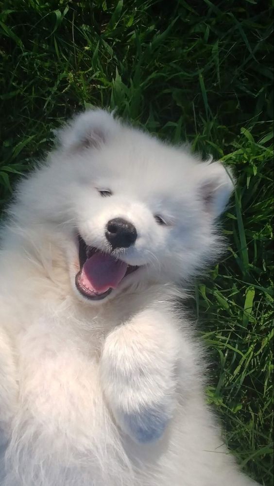 dogssaveworld's tweet photo. Fluffy roll joy 😆❤️ https://t.co/AKh4XXSbLt