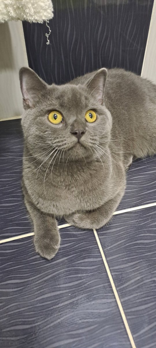 _NotGabe__'s tweet photo. Do u guys like my cat aki https://t.co/3tk3OSIa5o