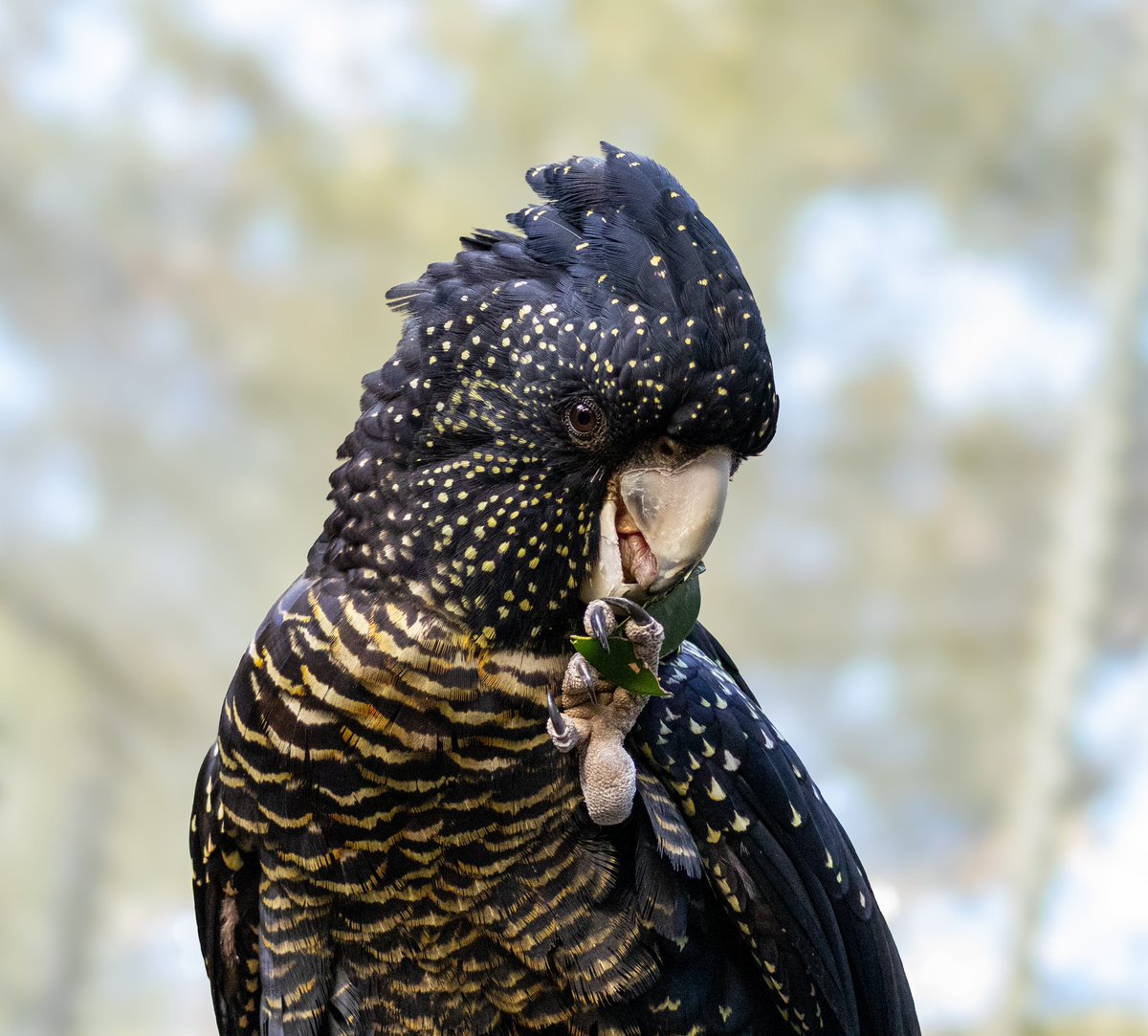 joevee84's tweet image. 