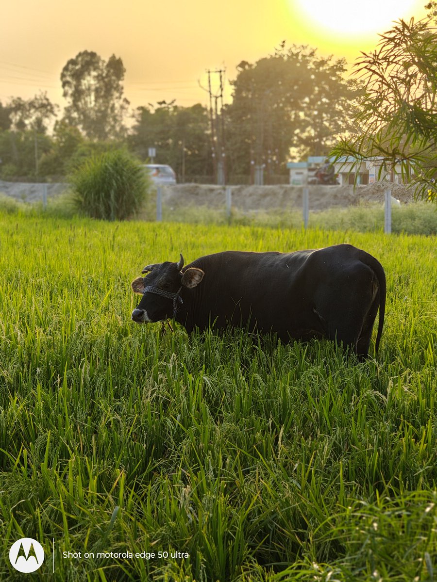 MOTO Edge 50 Ultra Launched Yesterday 🙌🏻
Few Camera Samples Added - Probably the best camera from MOTO 🔥

Baki pricing Kesi Laggi ? 🫠😍