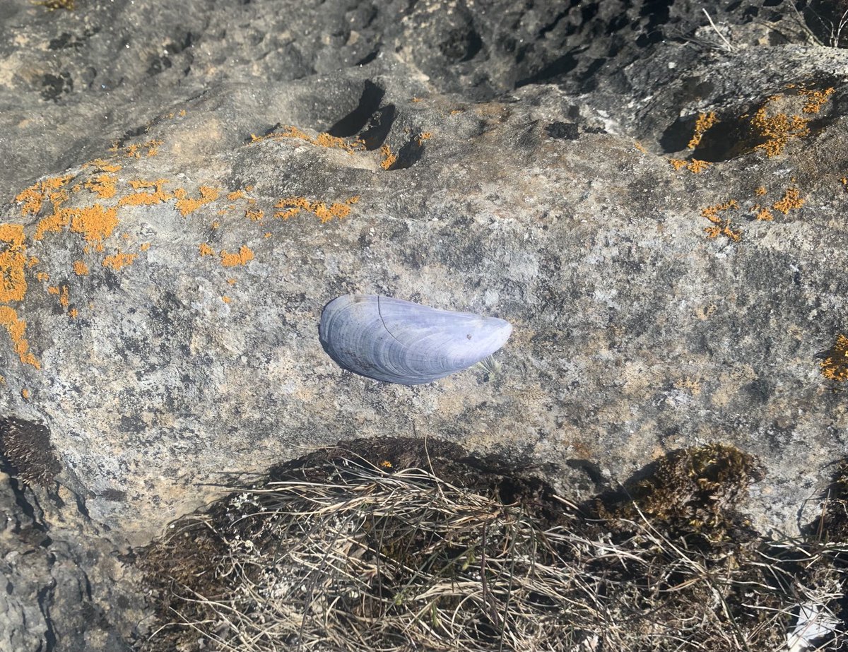 Tiny moments of Nordic magic ⁦<a href="/BBCRadio3/">BBC Radio 3</a>⁩ Classical Live, join me from 1pm 🎶