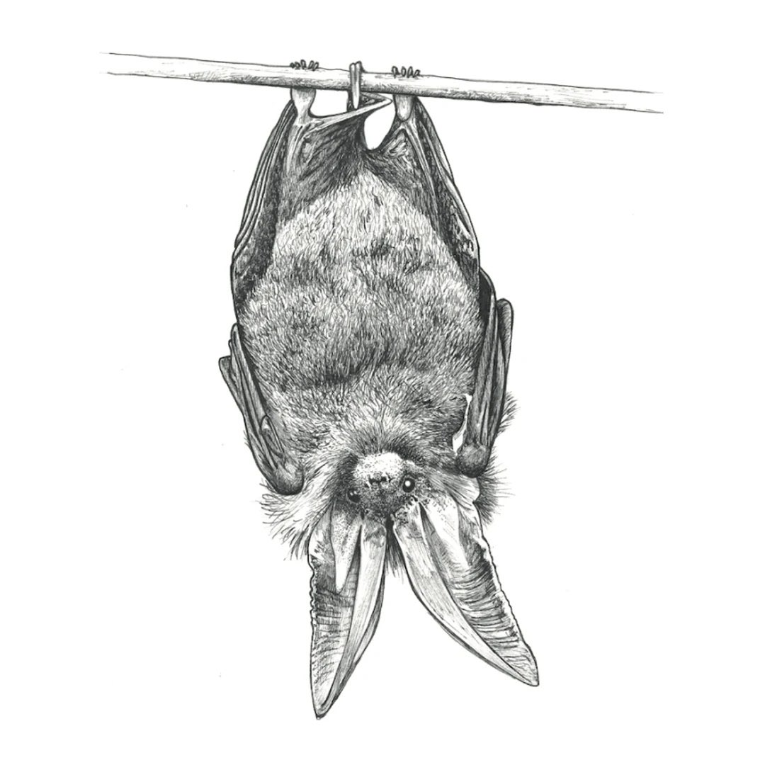 Creature Candy (@creaturecandy9) on Twitter photo Have you seen our new long-eared bat tote bags? Available now on our Teemill website. £1 from the sale of each bag will be donated to <a href="/_BCT_/">Bat Conservation Trust</a>
creature-candy.teemill.com/product/long-e…
#bats #lovebats #batbag #batgifts Have you seen our new long-eared bat tote bags? Available now on our Teemill website. £1 from the sale of each bag will be donated to <a href="/_BCT_/">Bat Conservation Trust</a>
creature-candy.teemill.com/product/long-e…
#bats #lovebats #batbag #batgifts