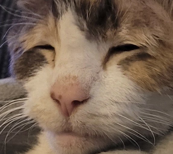 The_Graveyards's tweet photo. Whuh- How is it June? Where did the year go? I saw you all last in January! I've been so busy with my new job I got and friends I made! I finally got some free time to start streaming again, with so much to come at you all to enjoy. 🥒✨ https://t.co/kTk036Zv0N