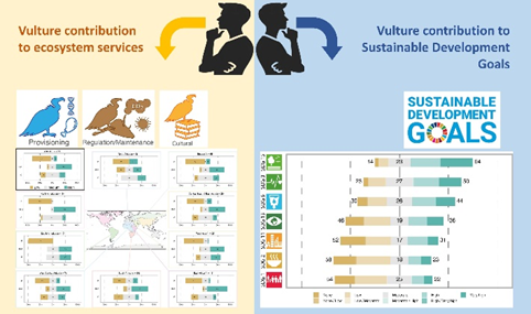 See this new work led by <a href="/and_san_vult/">Andrea Santangeli @andreasantangeli.bsky.social</a> where we quantify the contribution of the world's vultures through the ecosystem services provided and sustainable development goals. For this, we interviewed specialists from all over the world, see more here: cell.com/iscience/fullt…