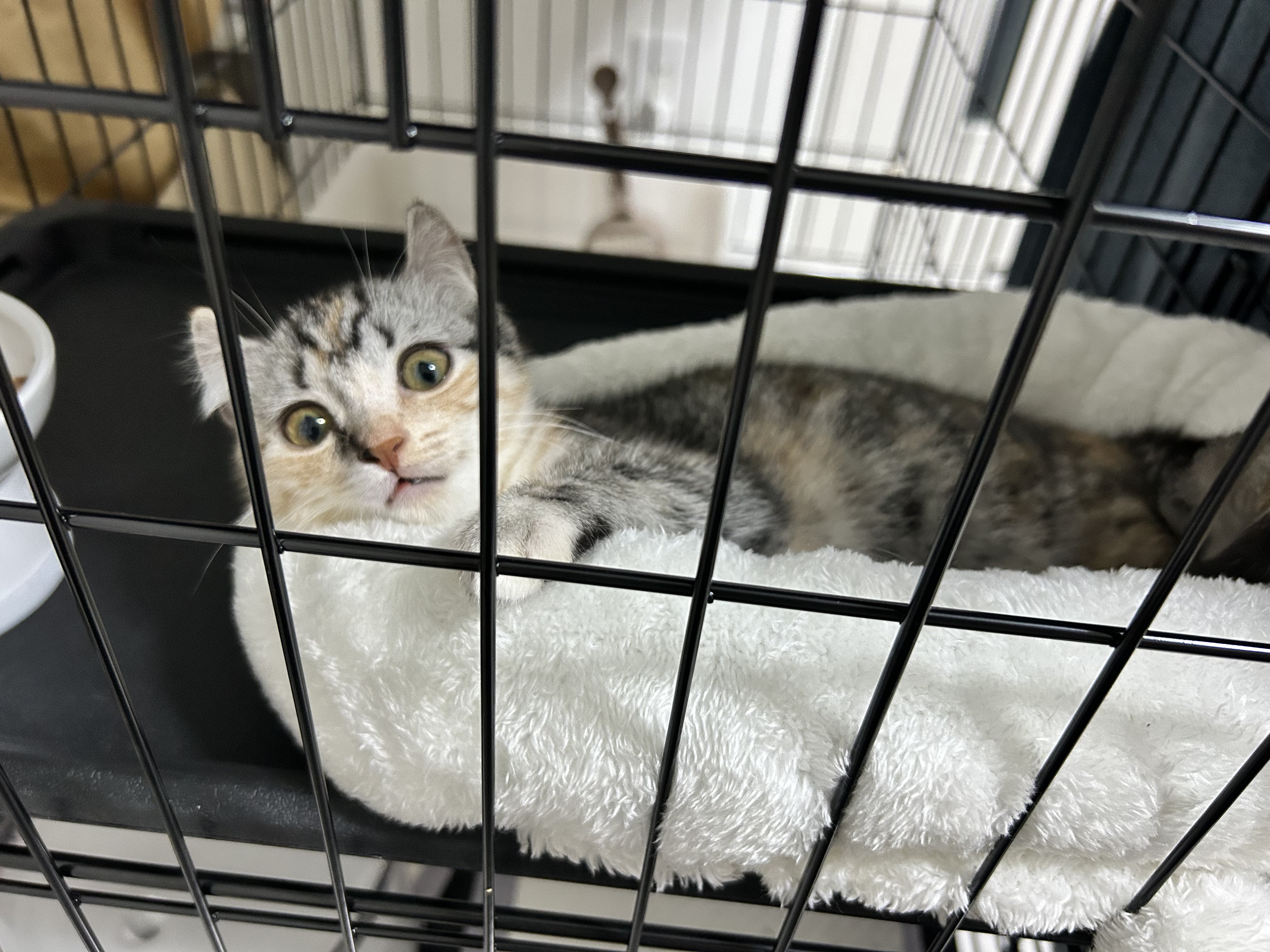 猫チキ！ Amazon.com: Decole Corporation ZCB-86881 Neko Zukin