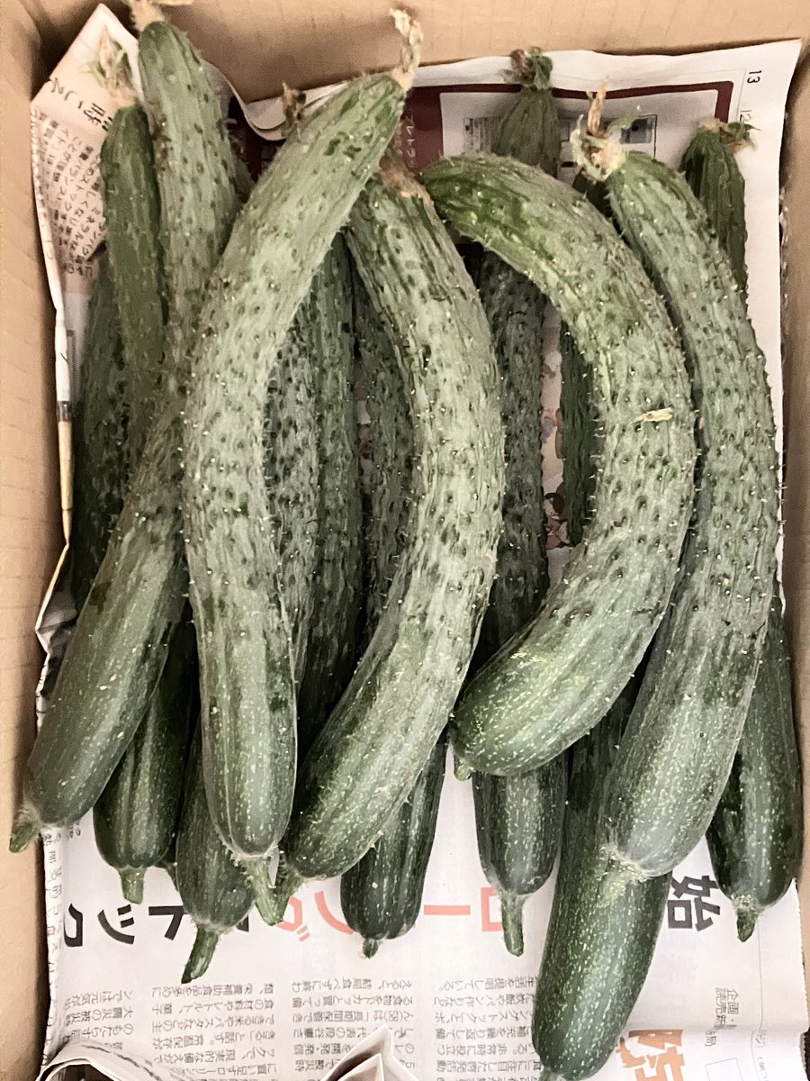 kami_nukenai's tweet photo. きゅうりが一気に

どんどんできてますので
プロジェクトご参加の皆様へ順番に発送致します

過去最多の収穫量ですが
個々が美味しいです

五感で感じていただけたら幸いです
食＝医、となりますように… https://t.co/z1s4WAucSm