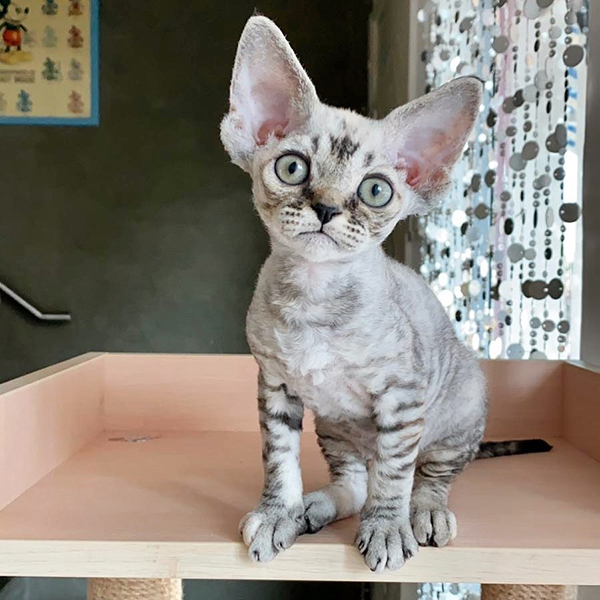 lewisdevonrex's tweet image. Looking for a hypoallergenic cat? 🐾 Discover your perfect, allergy-friendly feline! 🌟 Check out local shelters and breeders. 

#HypoallergenicCat #CatLovers #Devonrexkittens #KittenBreeder

lewisdevonrex.com