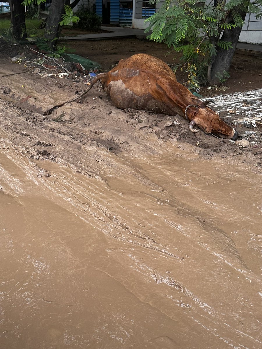 InduRabin's tweet photo. Just 20 meters away from NPS SCHOOL a cow got electrocuted after the rain  stagnant being stagnant since no roads . @mkstalin @Udhaystalin 🙏🏻 kindly take up this issue and resolve it . We need basic road to commute . And our children to be safe 🙏🏻 https://t.co/51ETL7KAVZ