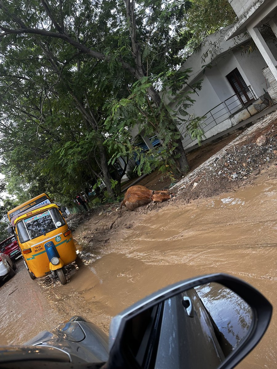 InduRabin's tweet photo. Just 20 meters away from NPS SCHOOL a cow got electrocuted after the rain  stagnant being stagnant since no roads . @mkstalin @Udhaystalin 🙏🏻 kindly take up this issue and resolve it . We need basic road to commute . And our children to be safe 🙏🏻 https://t.co/51ETL7KAVZ