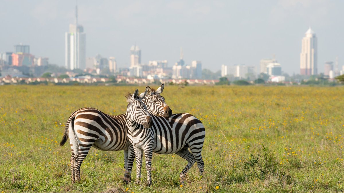 For the first time, the #GBS will take place in NAIROBI. The city's cosmopolitan atmosphere is complemented by its proximity to natural attractions where delegates can enjoy the rare experience of a #safari within the city limits. 

Pre-register here:  tinyurl.com/2ypts64n