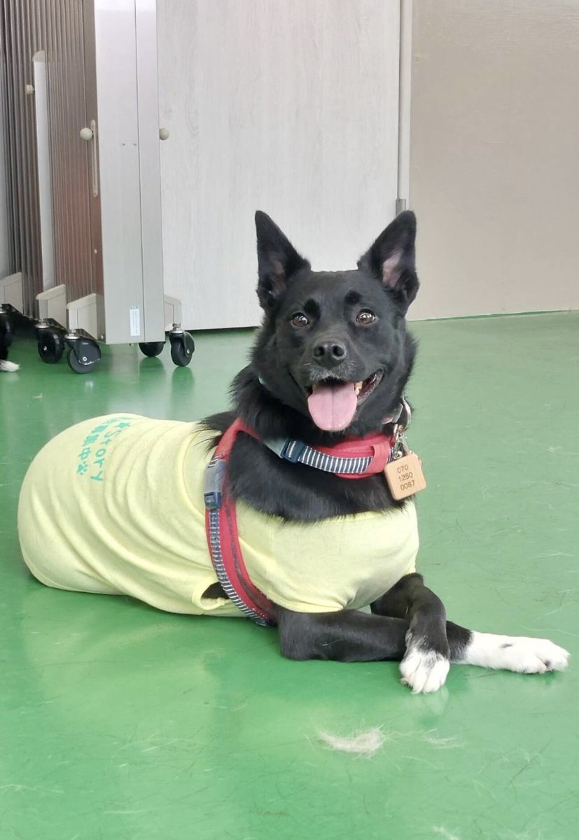 tochigisatooya's tweet photo. 【#里親募集】「甲斐犬ミックス風の優しいお顔の黒犬のくろみちゃん」#東京都 #町田市 - 犬の里親募集(455591) https://t.co/ZP7b4rYCiT #保護犬 #保護犬を家族に #雑種犬 #中型犬 #中型雑種犬 #犬 #子犬 #栃木県 https://t.co/WvRjVKBYKH