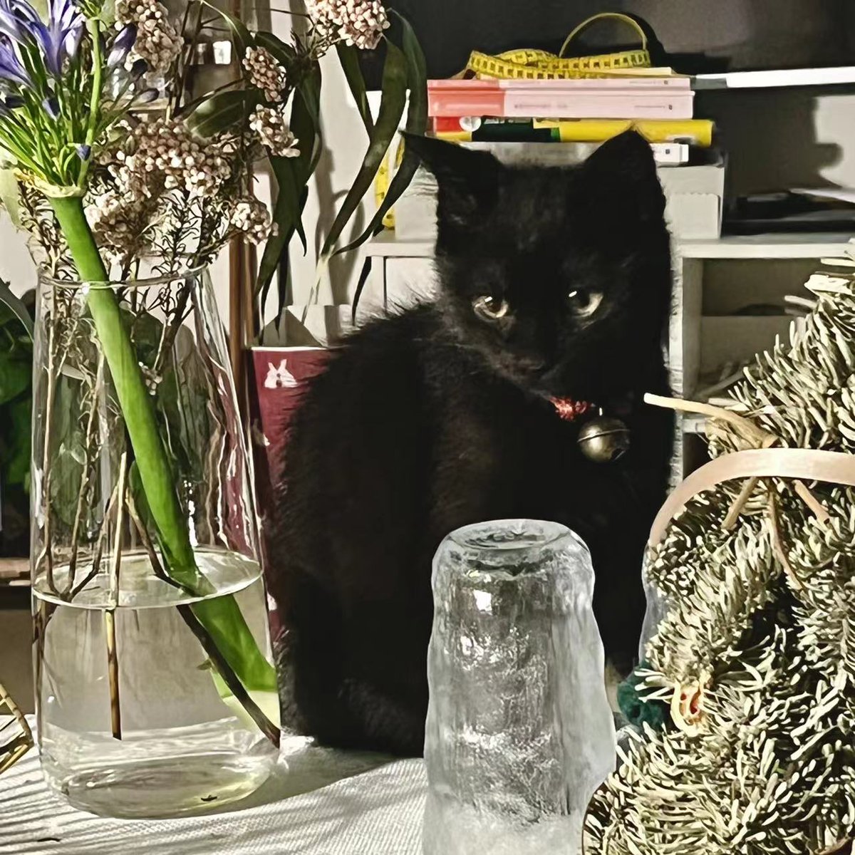 _x7yu's tweet photo. 我的丢丢宝贝！ #猫咪 #黑猫 https://t.co/SN32yR4wUK