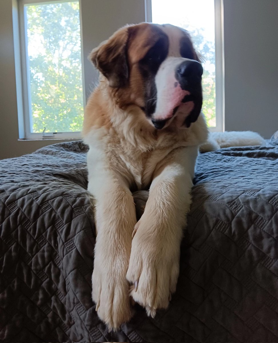 introvertedpnw's tweet image. This fuzzy, naughty, loving, overgrown pup is one today. How this time has flown. The bernard life is a wild journey. Happy birthday, Bearnard.