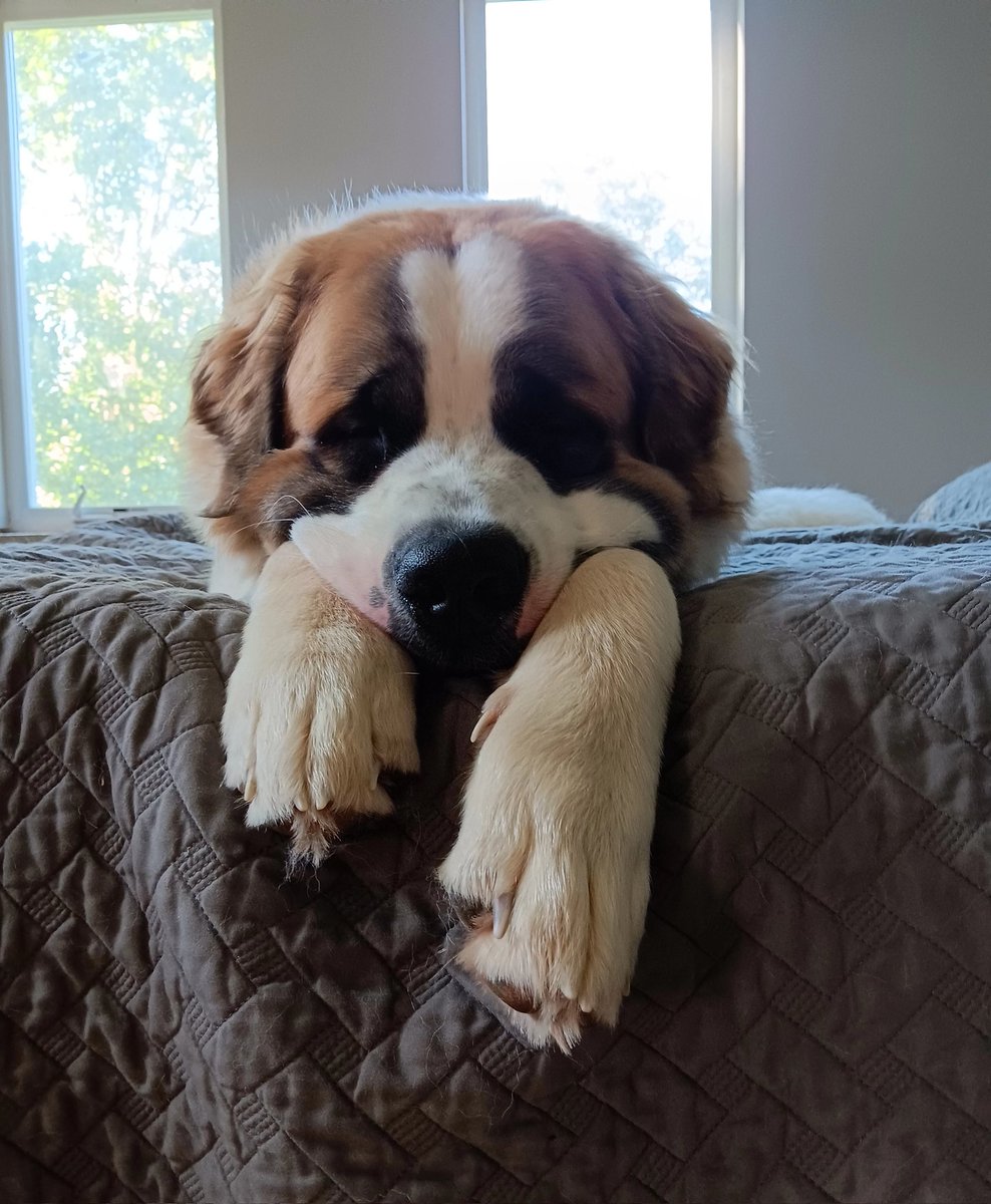 introvertedpnw's tweet image. This fuzzy, naughty, loving, overgrown pup is one today. How this time has flown. The bernard life is a wild journey. Happy birthday, Bearnard.